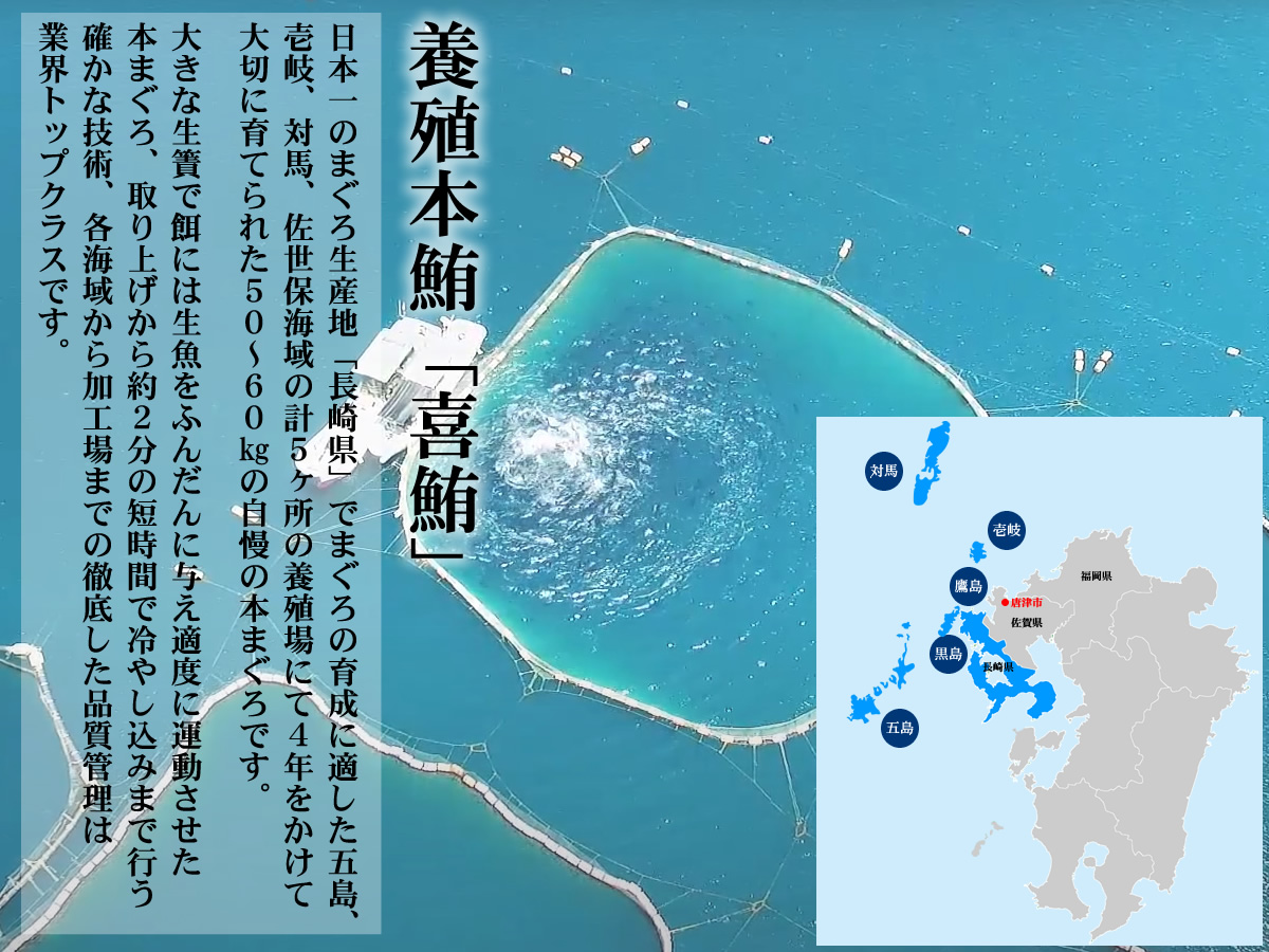 養殖本鮪「喜鮪」 日本一のまぐろ生産地「長崎県」でまぐろの育成に適した五島、 壱岐、対馬、佐世保海域の計５ヶ所の養殖場にて４年をかけて 大切に育てられた５０～６０㎏の自慢の本まぐろです。
